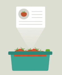 illustration, låda med tomater