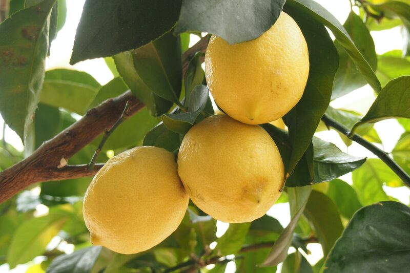 Citrus fruits in a tree. Photo. 